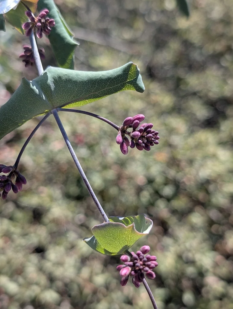 Lonicera Hispidula