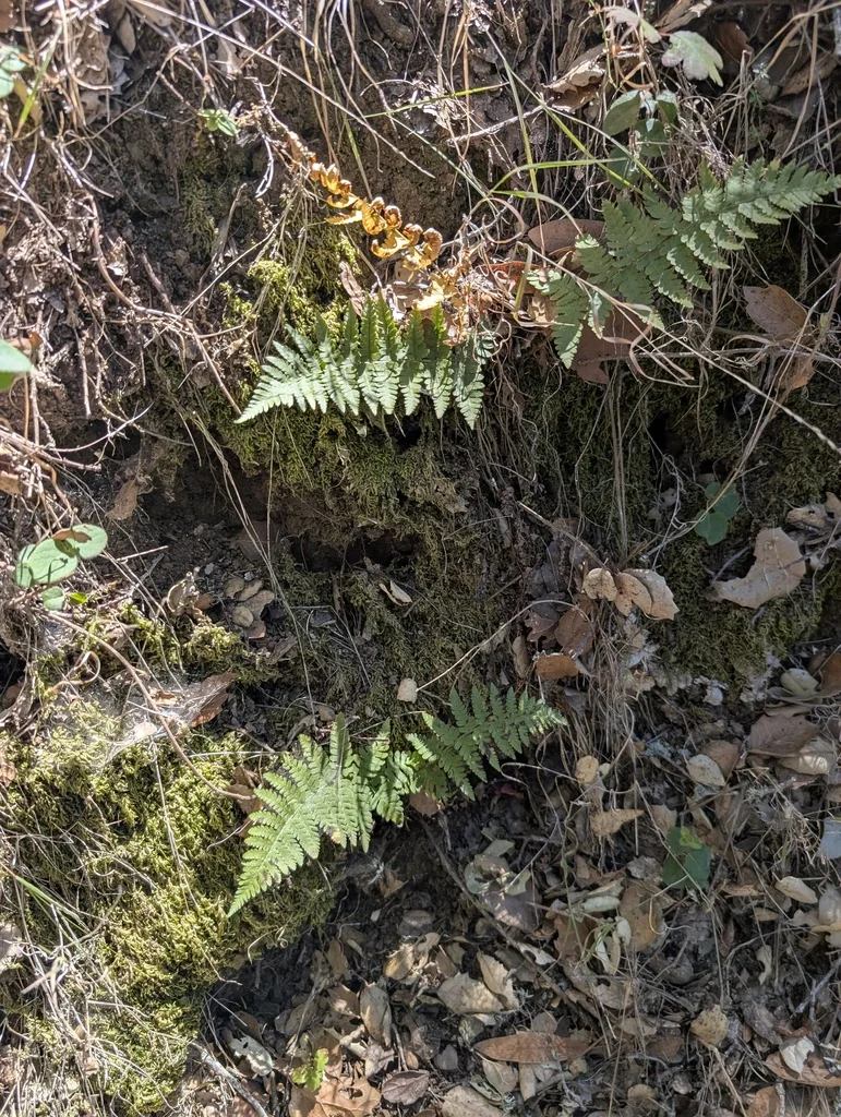 Dryopteris arguta