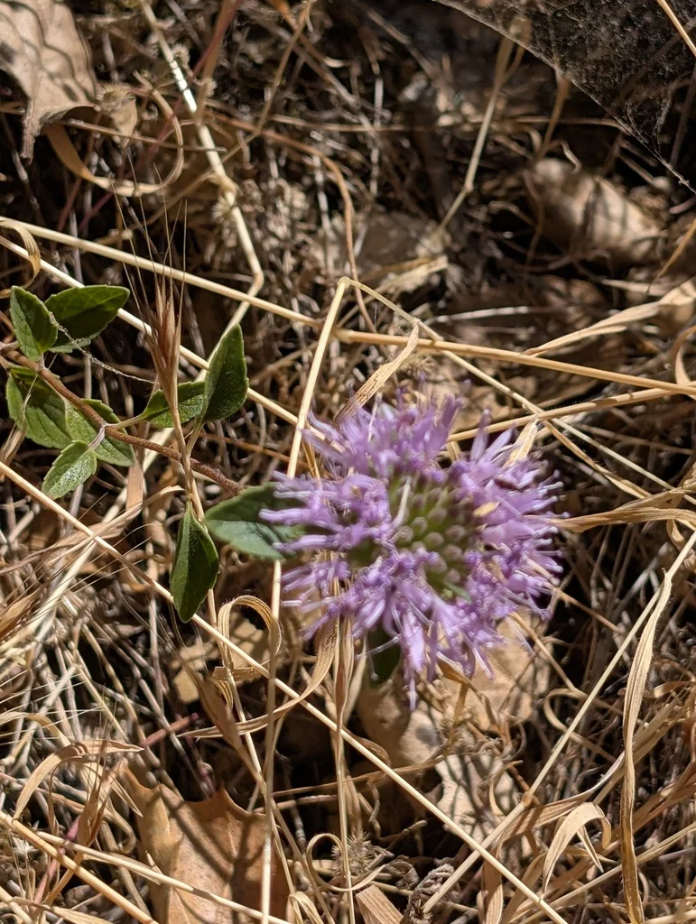 Monardella Villosa