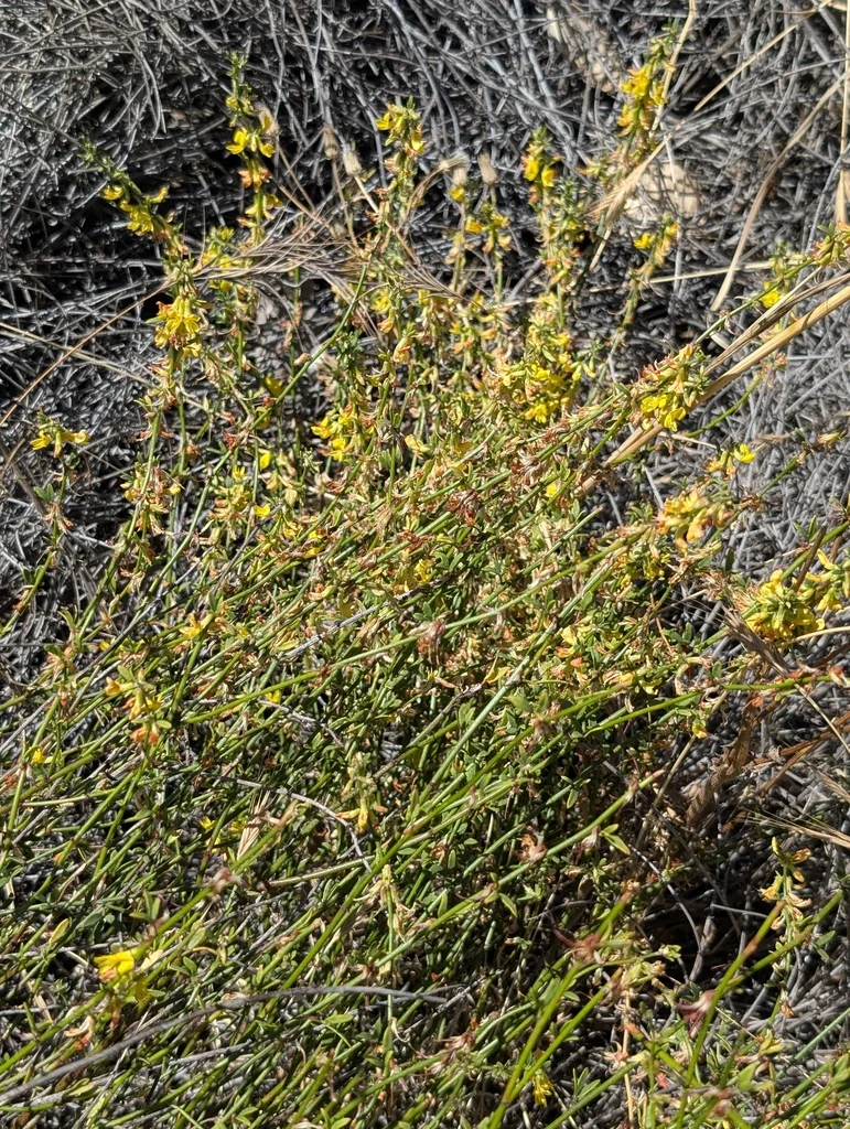Lotus Scoparius