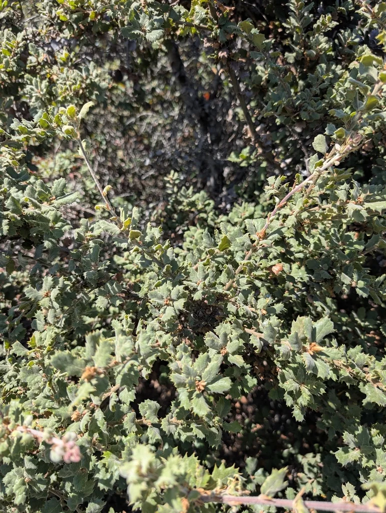 Quercus berberidifolia