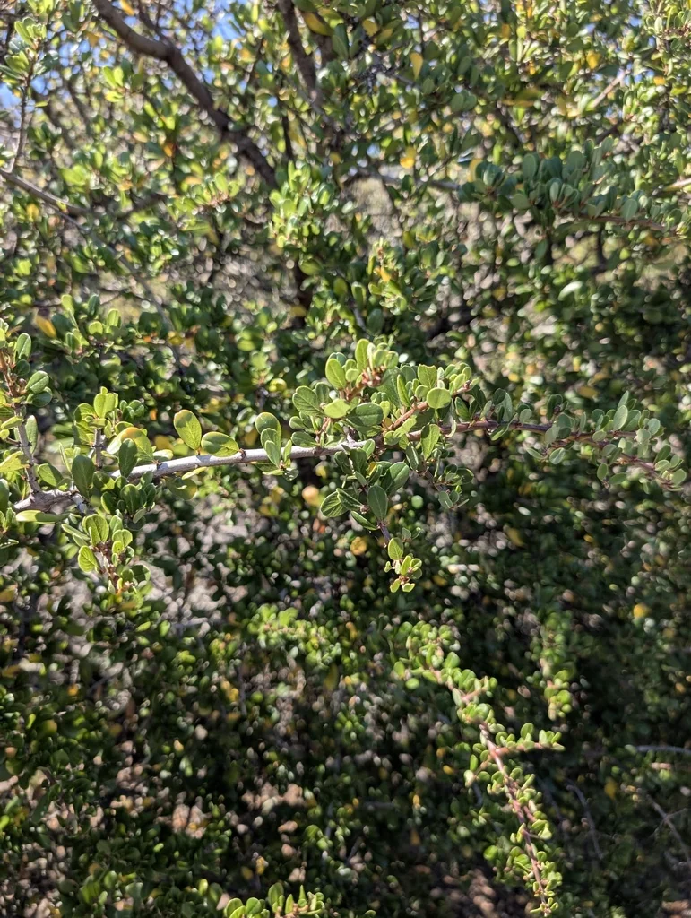 Ceanothus Cuneatus