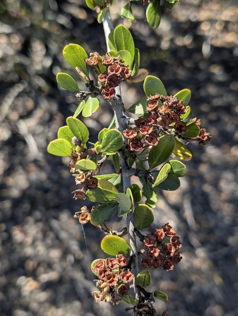 Ceanothus Cuneatus