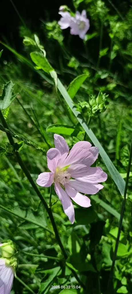 Lavatera Thuringiaca