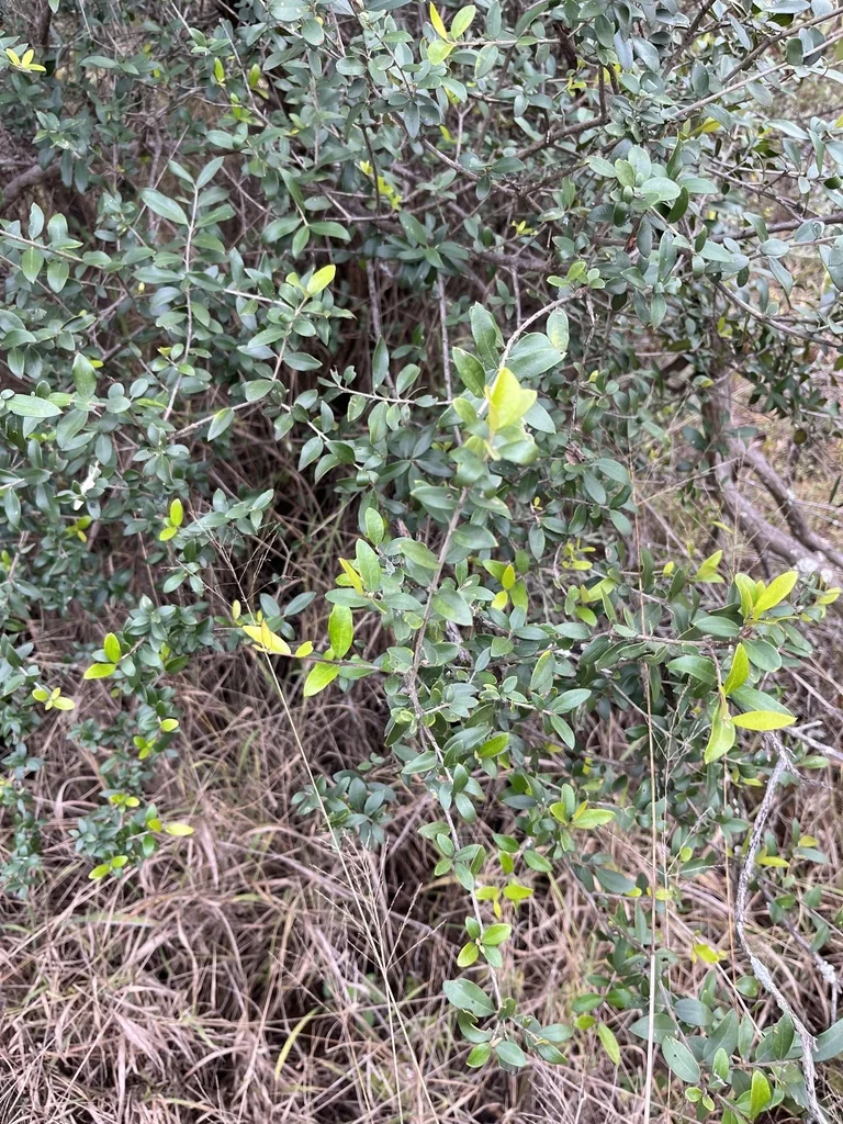 Olea Europaea