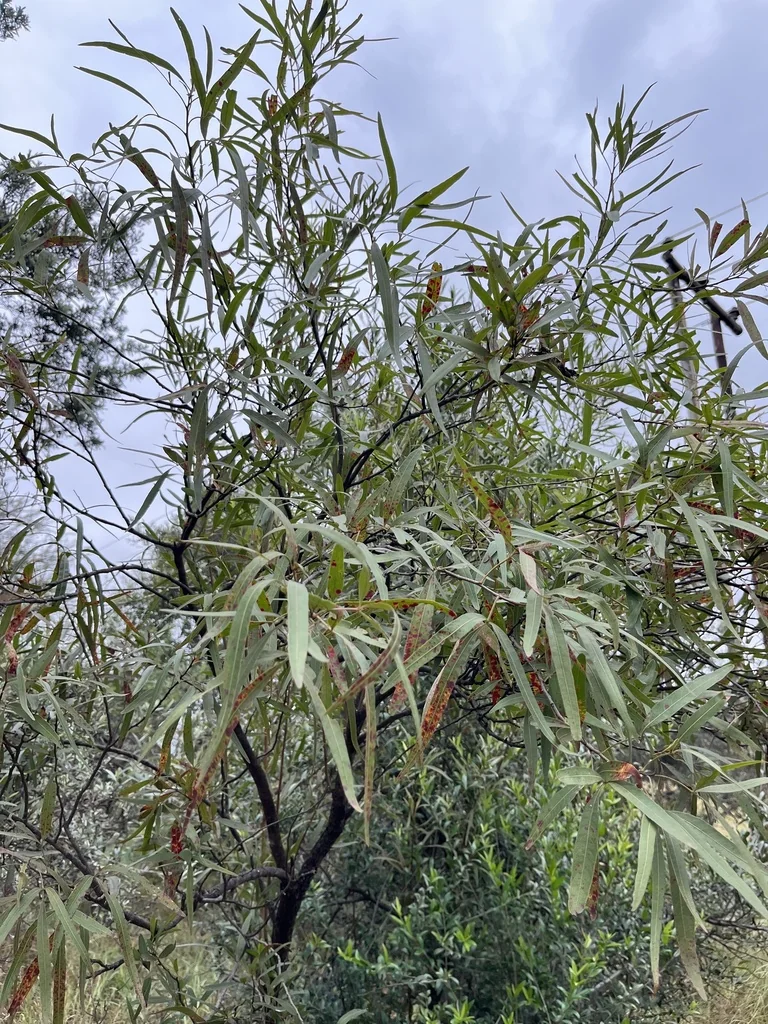 Rhus Lancea