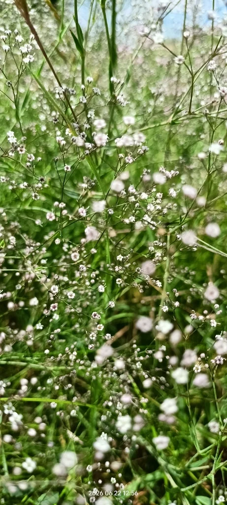 Gypsophila paniculata
