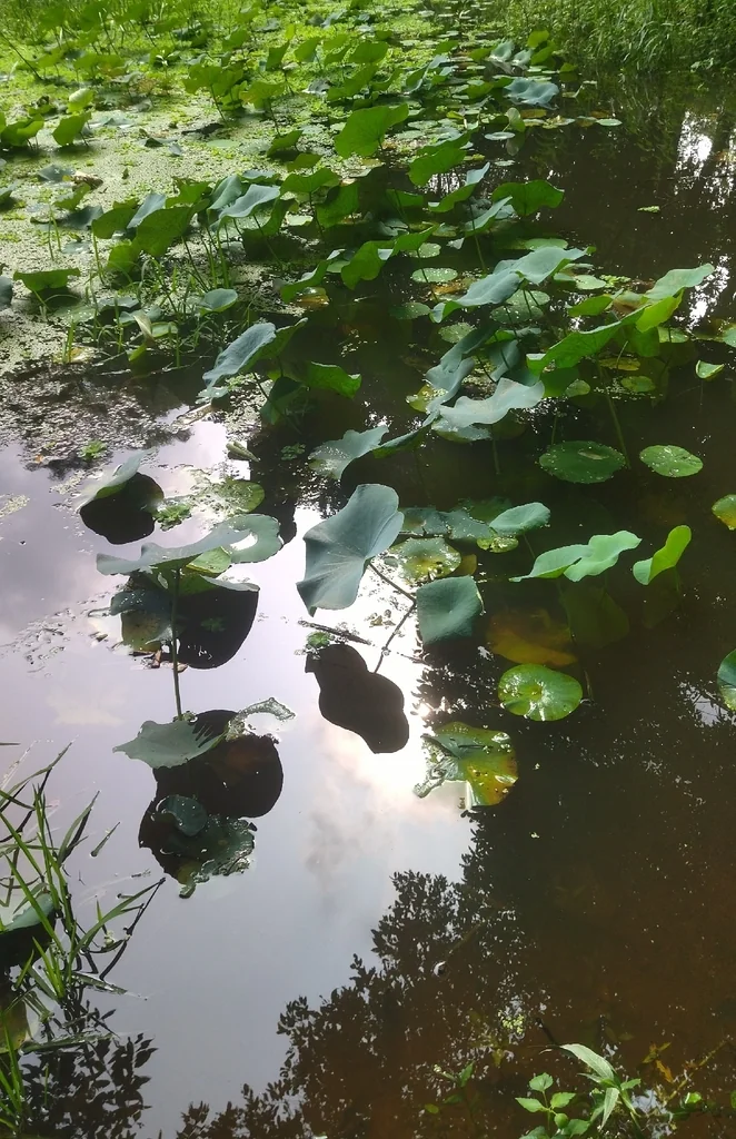 Nelumbo Nucifera