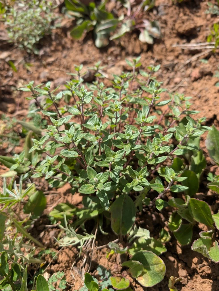 Monardella Odoratissima