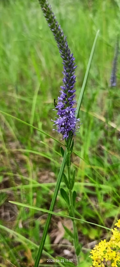 Veronica Spicata