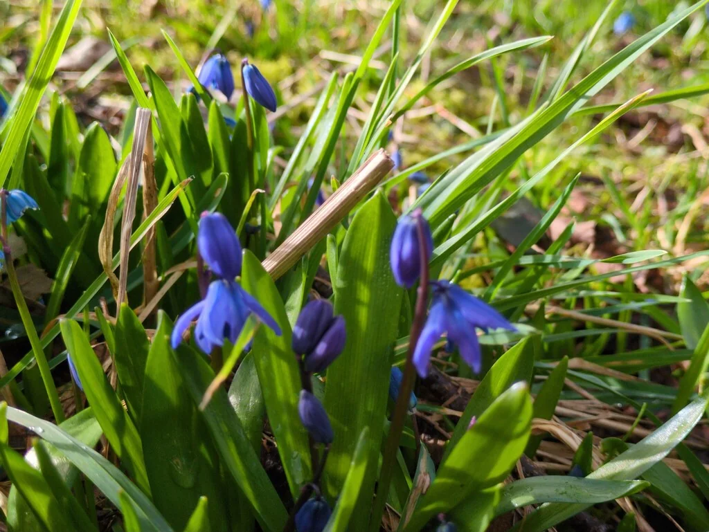 Scilla Siberica