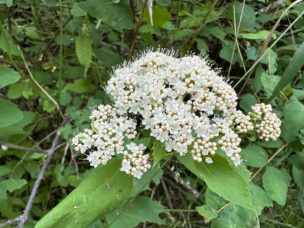 Spiraea Betulifolia Var. Lucida