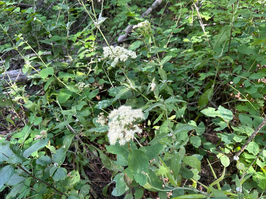 Spiraea Betulifolia Var. Lucida