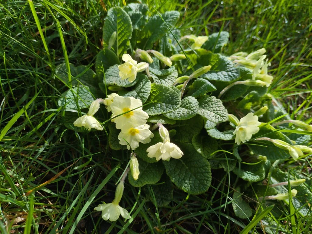 Primula vulgaris