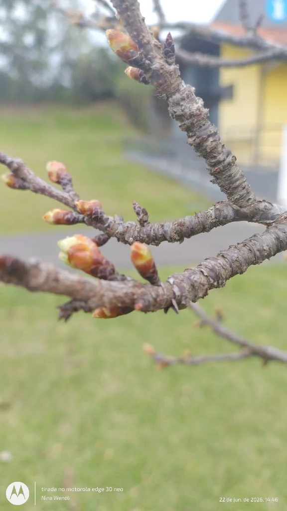 Prunus Serrulata