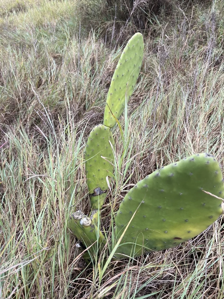 Opuntia Paraguayensis