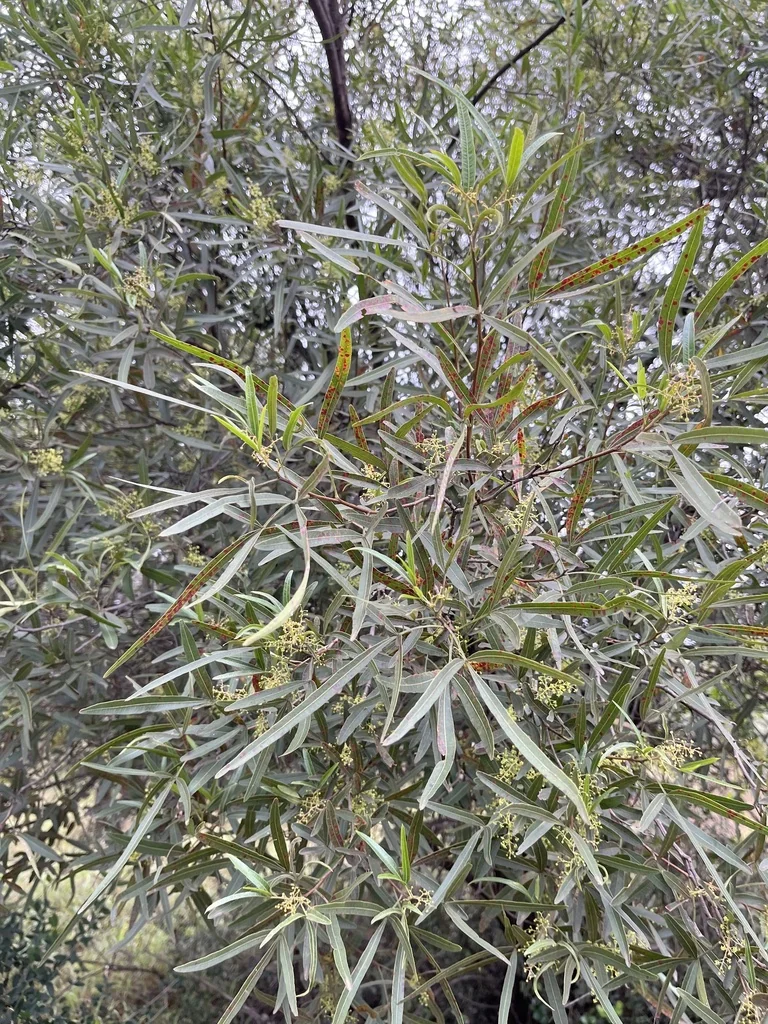 Rhus Lancea