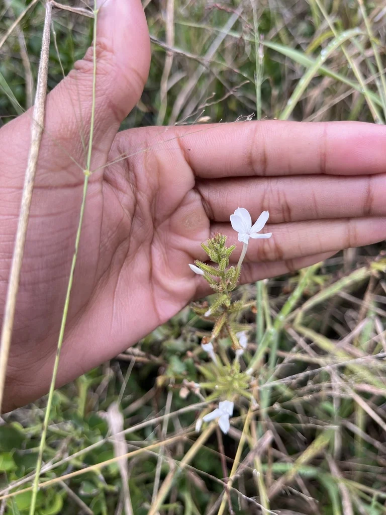 Plumbago Scandens