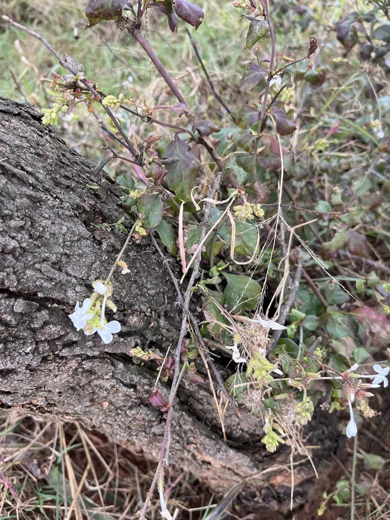 Plumbago Scandens