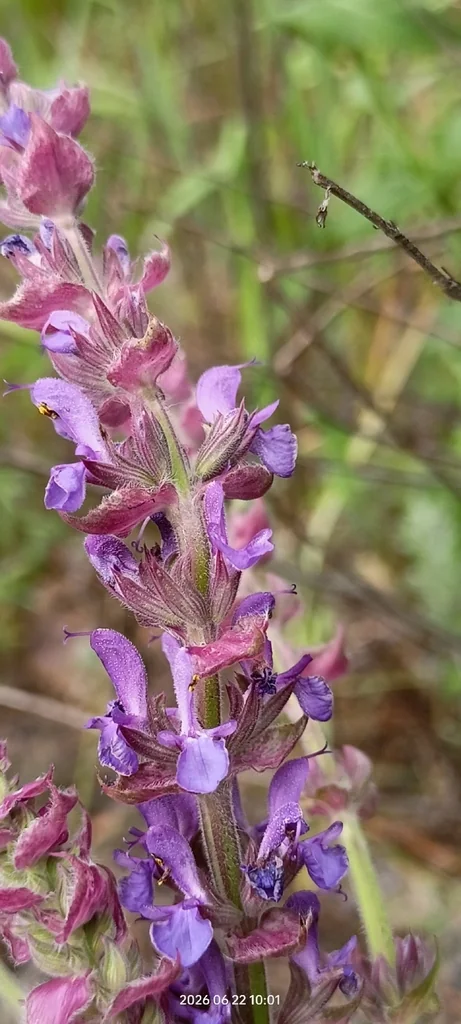 Salvia nemorosa
