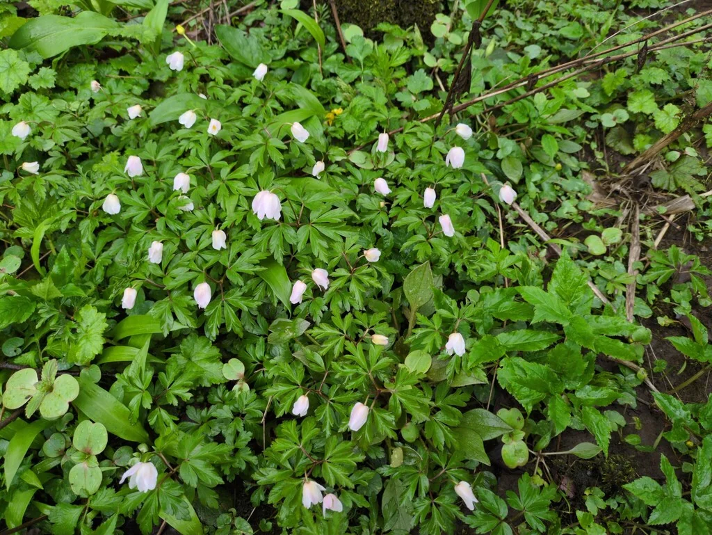 Anemone Nemorosa