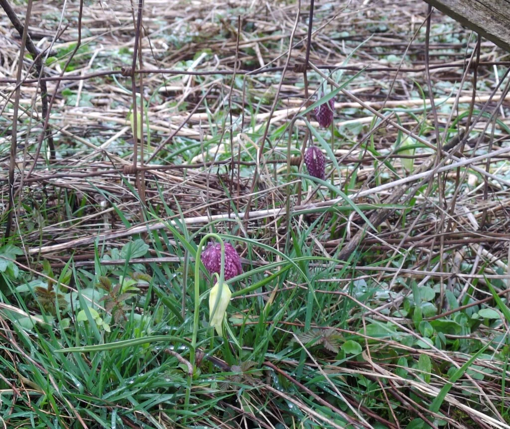 Fritillaria Meleagris