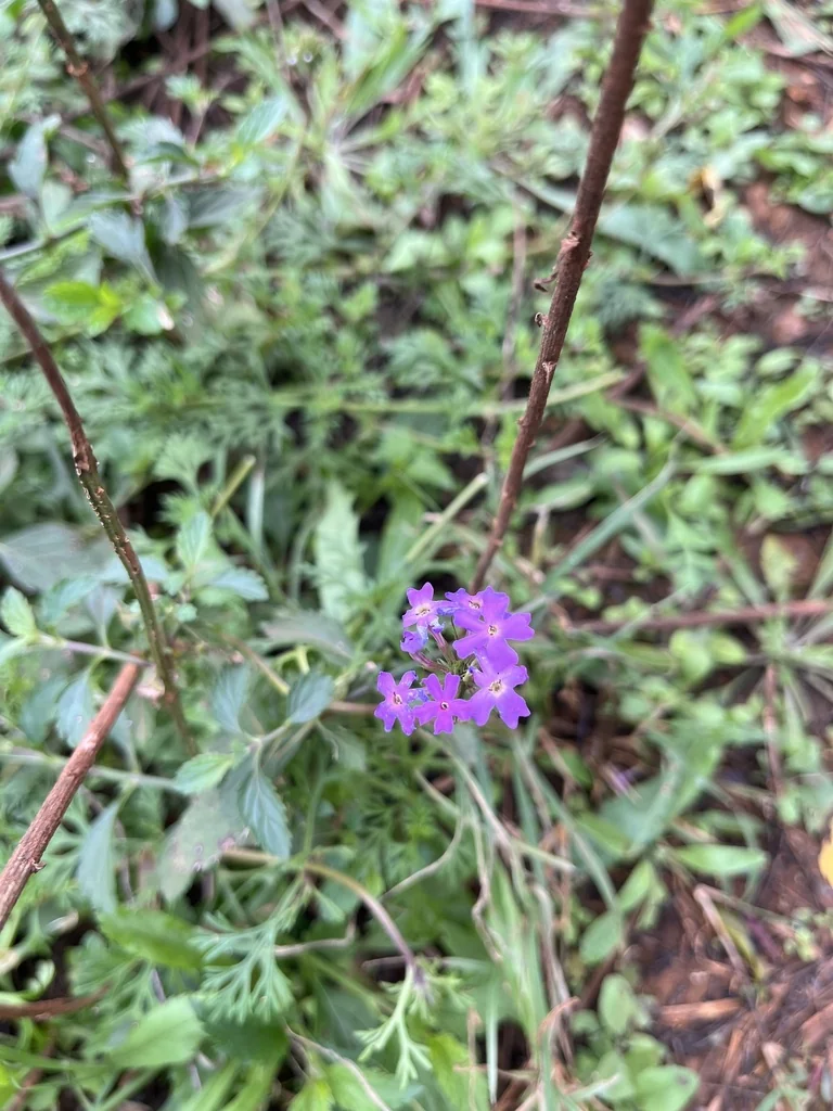 Verbena Tenuisecta