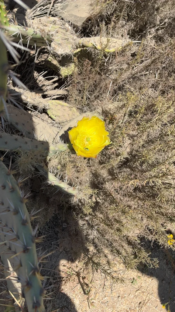 Opuntia littoralis