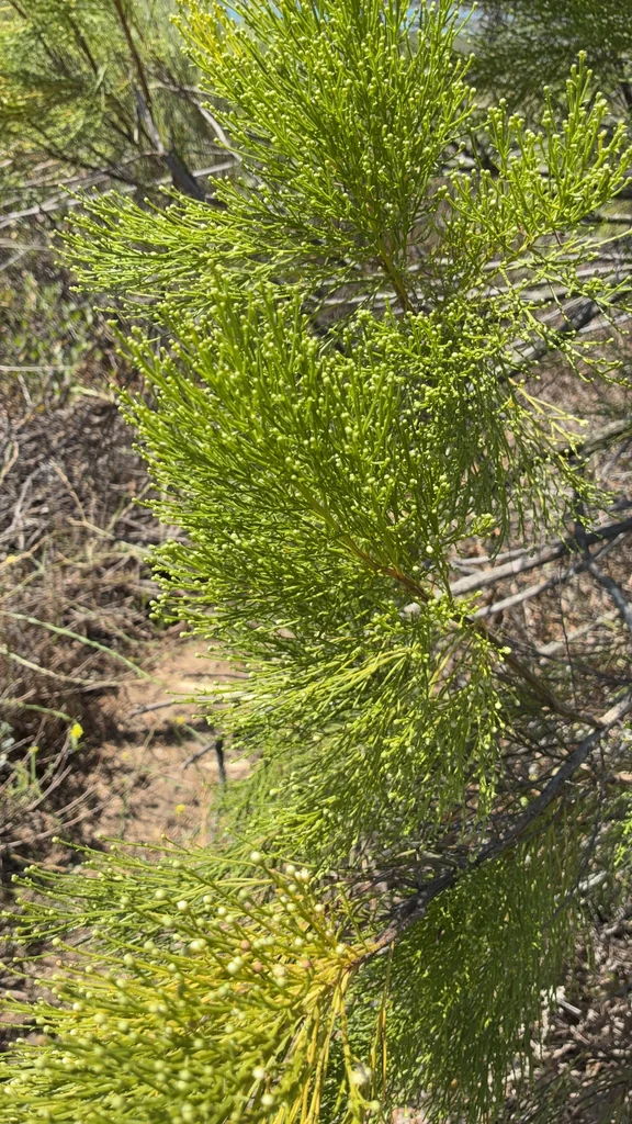 Baccharis Sarothroides