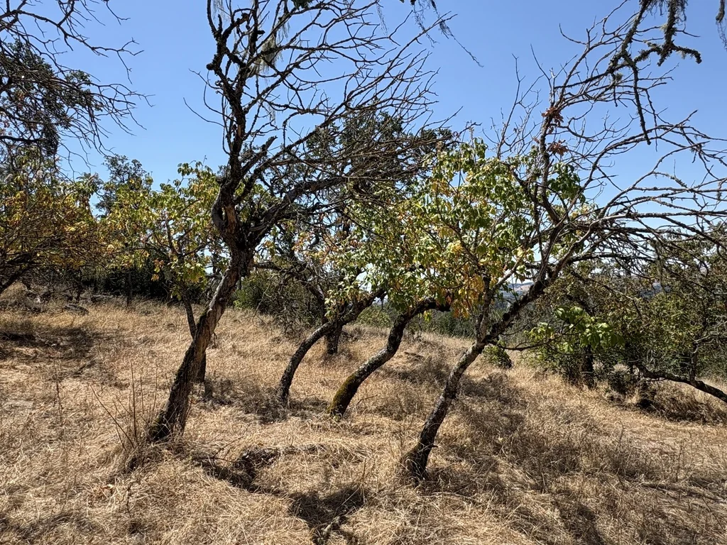 Aesculus Californica
