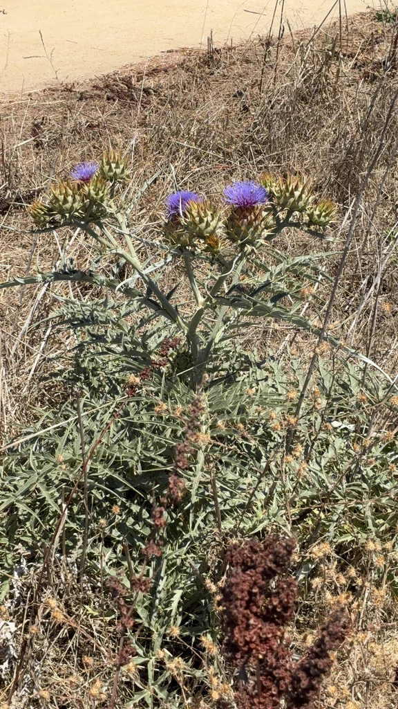 Cynara cardunculus