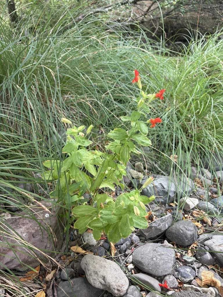 Mimulus Cardinalis