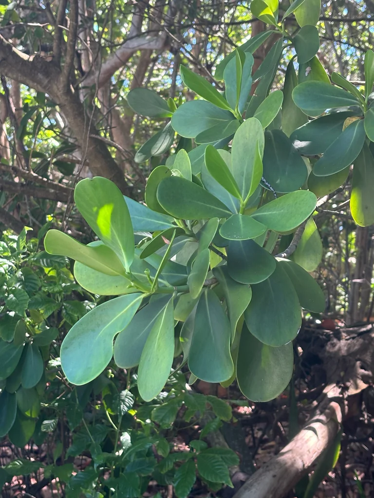 Clusia rosea