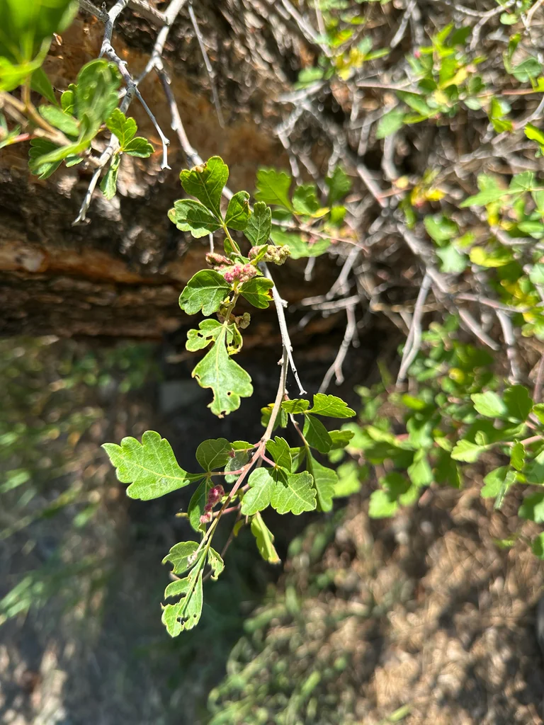 Rhus trilobata