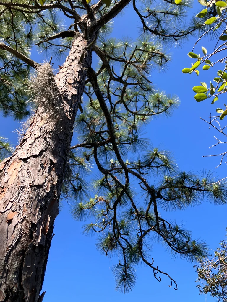 Pinus Palustris