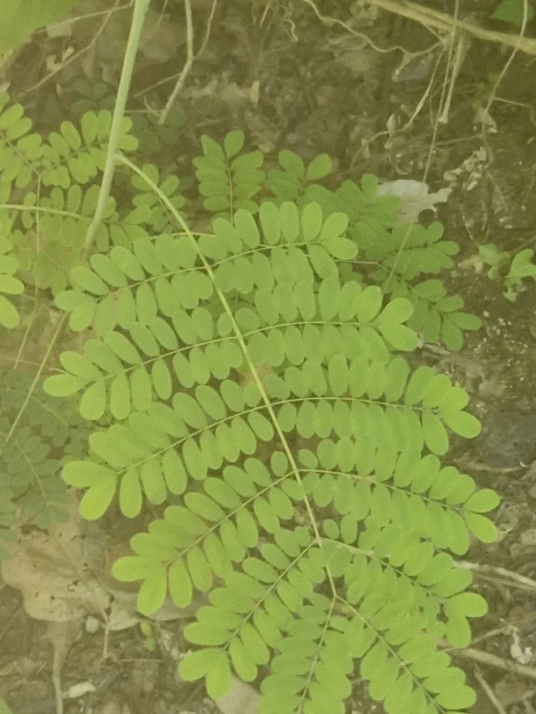 Caesalpinia Pulcherrima
