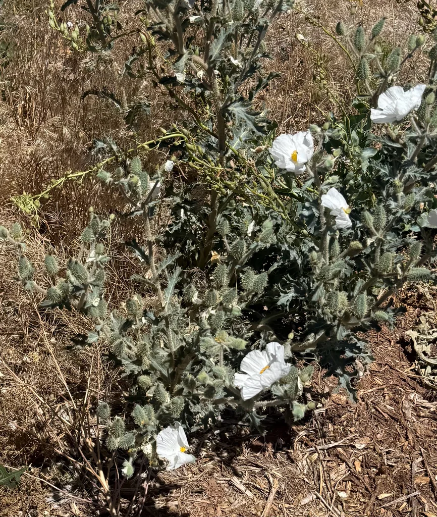 Argemone Munita