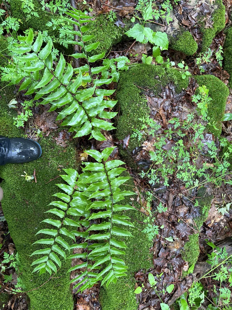 Cyrtomium fortunei