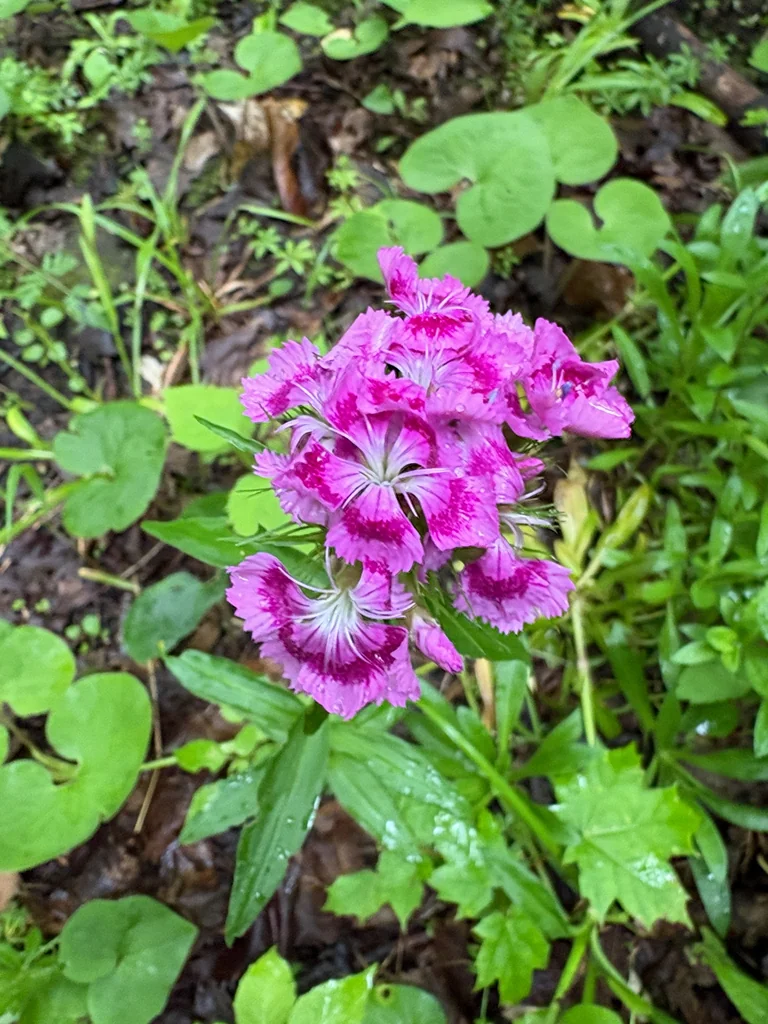 Dianthus Barbatus