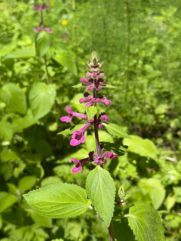 Stachys chamissonis