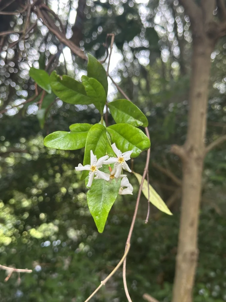 Trachelospermum Asiaticum