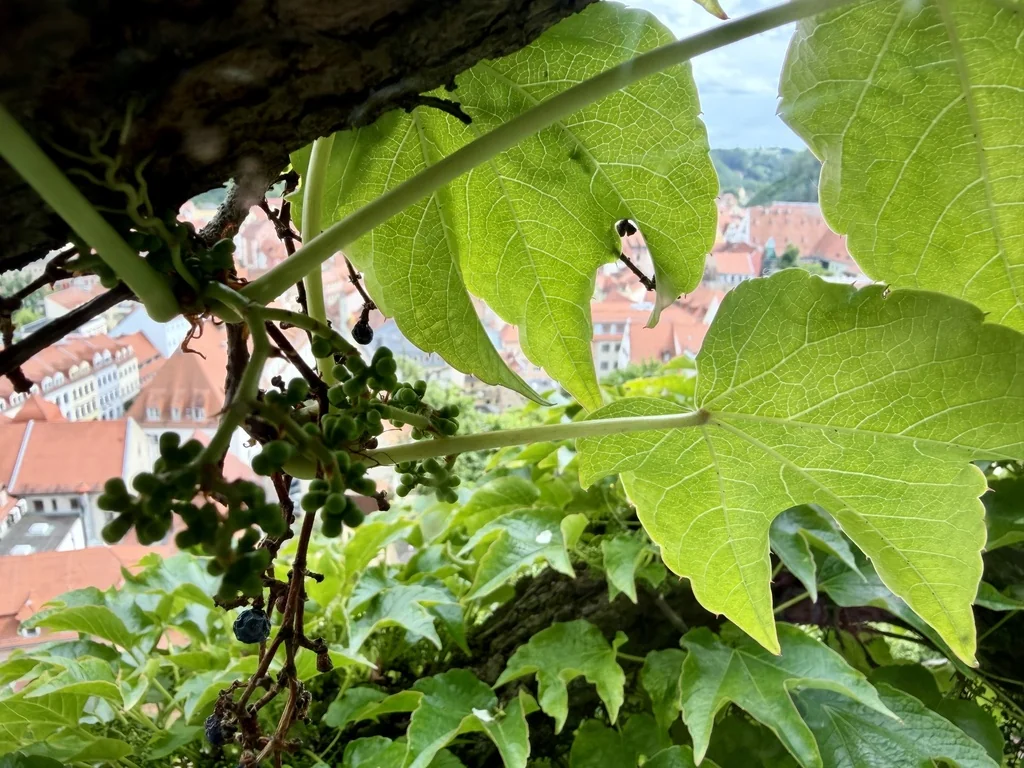 Parthenocissus Tricuspidata