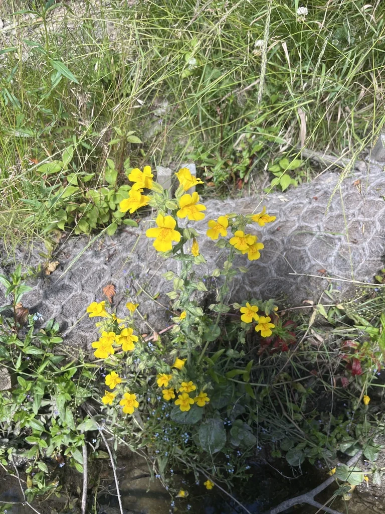 Mimulus Guttatus