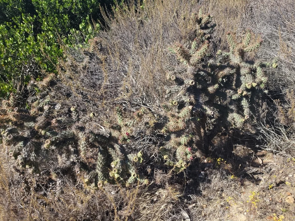 Cylindropuntia prolifera