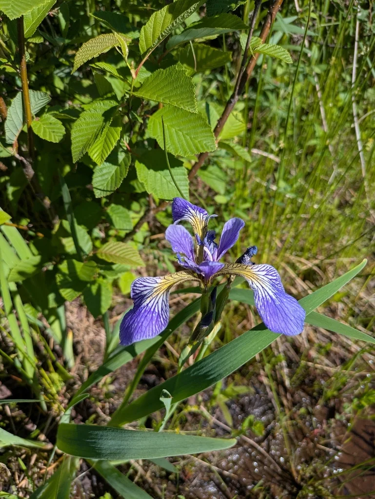 Iris Versicolor