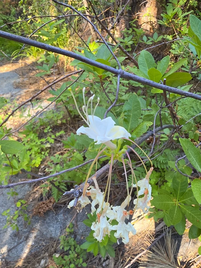 Rhododendron Occidentale