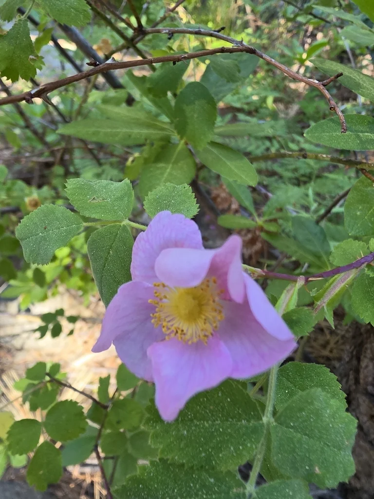 Rosa Californica