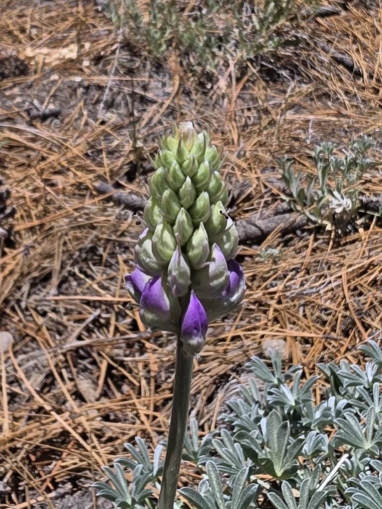 Lupinus Excubitus