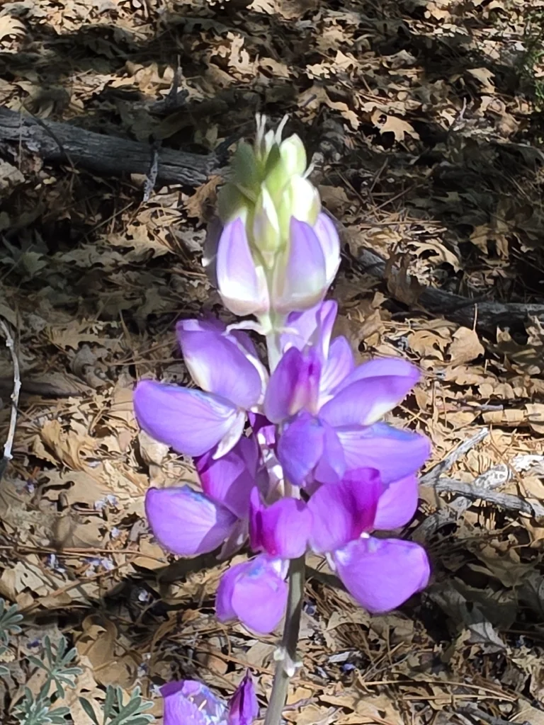 Lupinus Excubitus