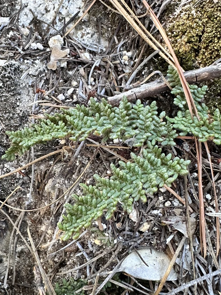 Myriopteris Covillei